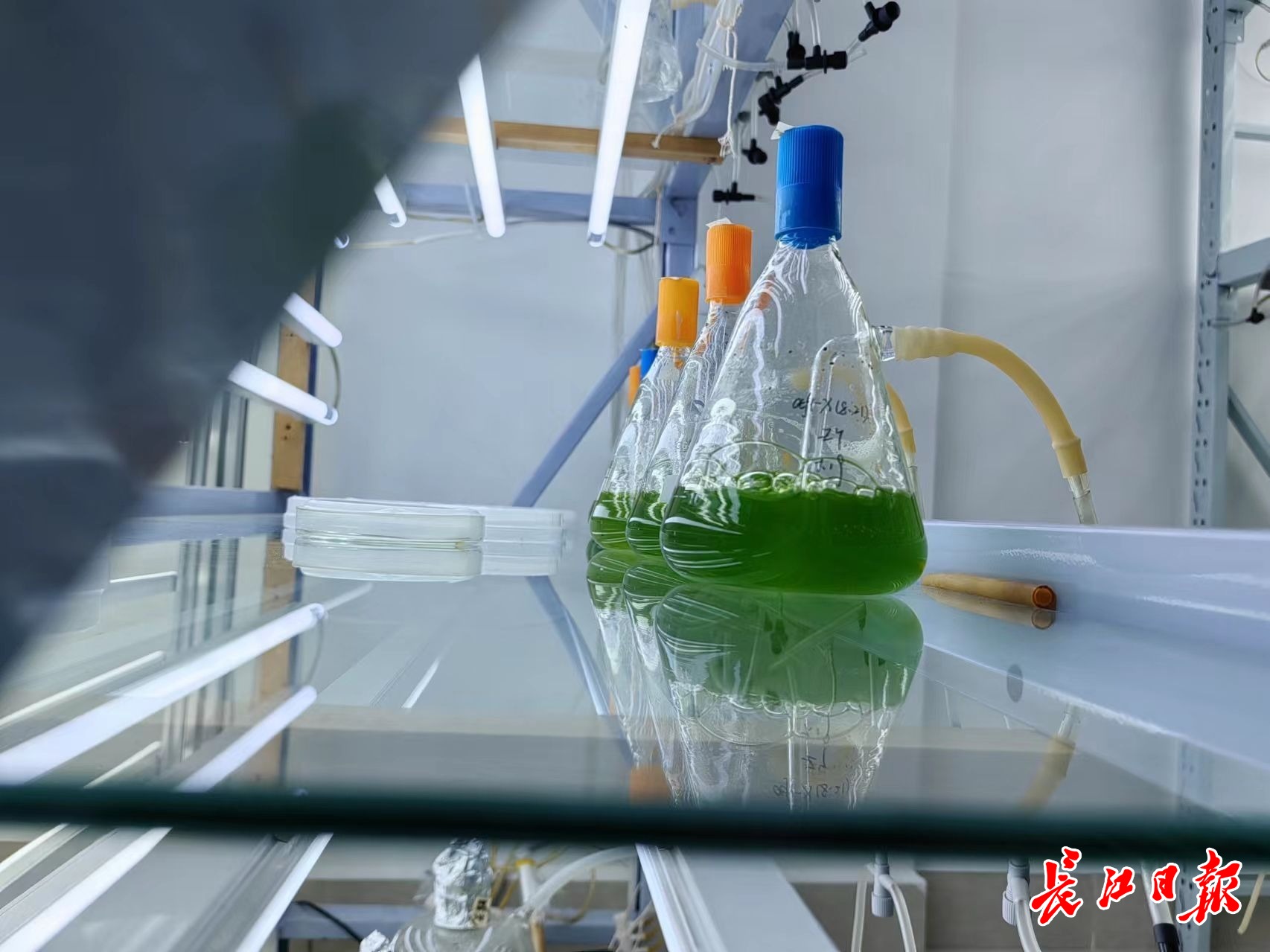 一株比针尖还小的微藻,有望撬动千亿级产业